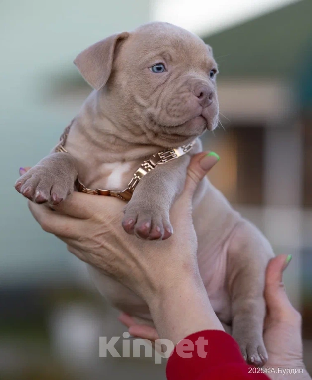 Собаки в Раменском: Американский Булли, мальчик, тип классик  Мальчик, 80 000 руб. - фото 2