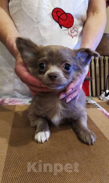 Собаки в Москве: Дш лиловая девчонка  Девочка, 60 000 руб. - фото 8