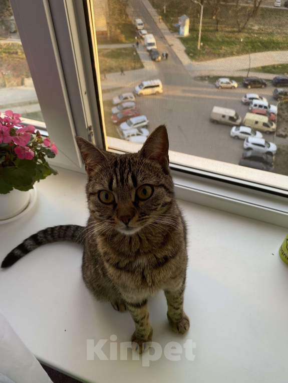 Кошки в Подольске: В добрые руки кошечка  Девочка, Бесплатно - фото 1