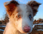 Собаки в Санкт-Петербурге: Бордер Колли разноглазый Мальчик, 120 000 руб. - фото 1