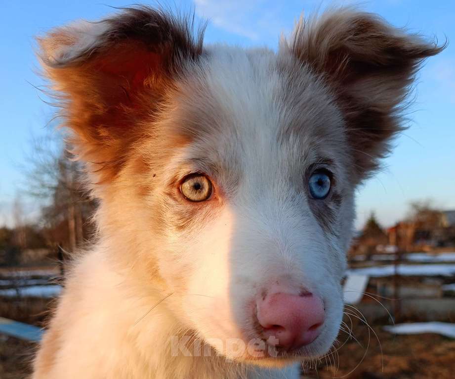 Собаки в Санкт-Петербурге: Бордер Колли разноглазый Мальчик, 120 000 руб. - фото 1