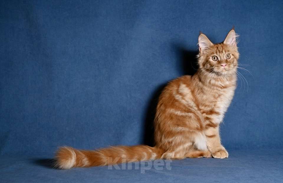 Кошки в Саратове: Мейн кун Девочка, 50 000 руб. - фото 6