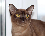 Кошки в Москве: Бурма котята Девочка, 90 000 руб. - фото 4