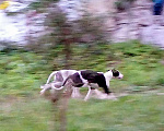 Собаки в Всеволожске: Щенки грейхаунда Девочка, Бесплатно - фото 1