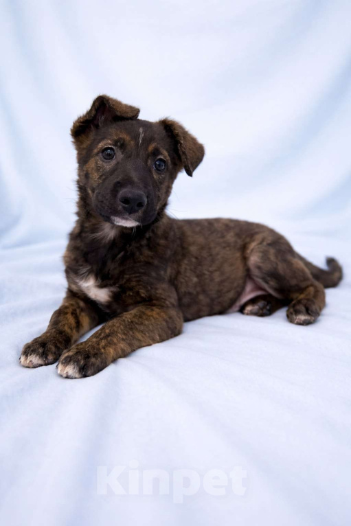 Собаки в Химках: Мальчик Тиграш Мальчик, Бесплатно - фото 1