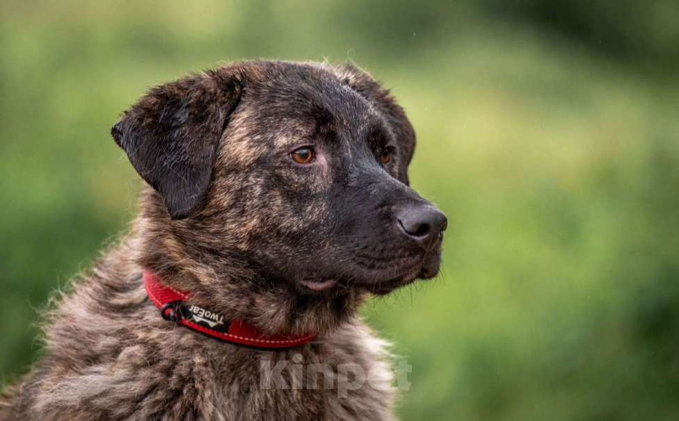 Собаки в других городах Владимирской области: Красивый и добрый пес (собака) в добрые руки бесплатно Мальчик, Бесплатно - фото 1