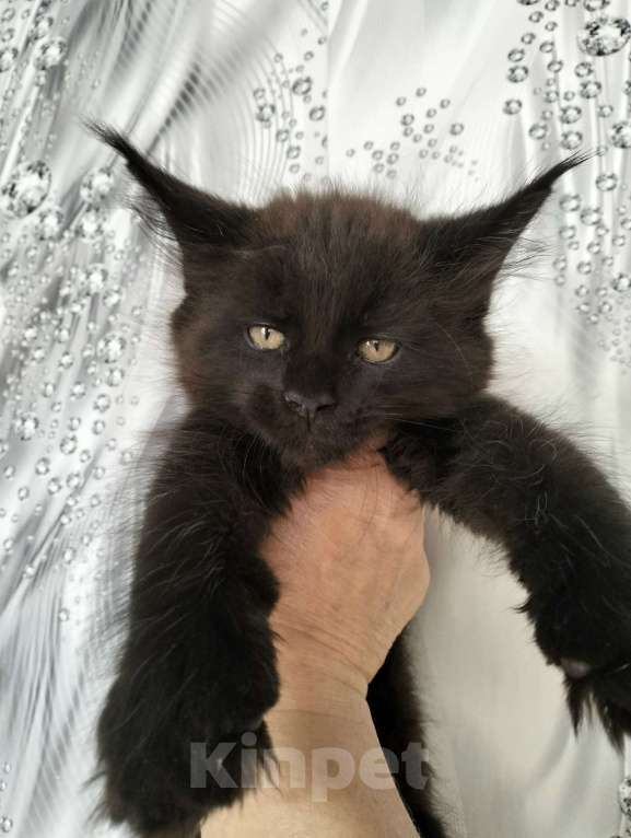 Кошки в других городах Красноярского края: Мейн-кун котята из питомника Мальчик, 35 000 руб. - фото 3