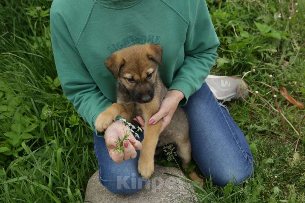 Собаки в Санкт-Петербурге: Отдам щенка бесплатно Мальчик, Бесплатно - фото 4