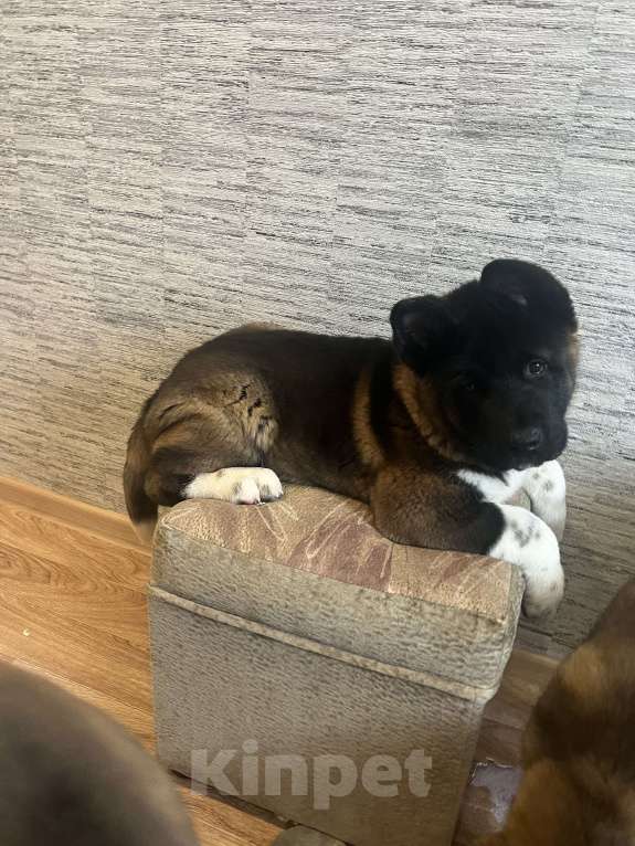 Собаки в Омске: Щенок Американской Акиты Мальчик, 50 000 руб. - фото 5