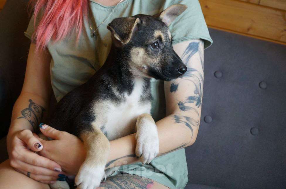 Собаки в Раменском: Грета ищет дом! Девочка, Бесплатно - фото 6