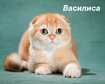 Кошки в других городах Калужской области: Золотая шиншилла Девочка, 50 000 руб. - фото 1