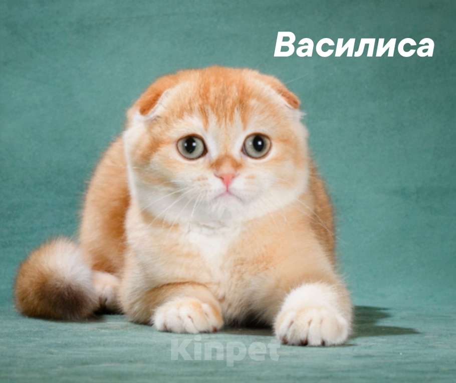 Кошки в других городах Калужской области: Золотая шиншилла Девочка, 50 000 руб. - фото 1