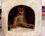 Кошки в Теберде: АБИССИНСКИЕ КОТЯТА, 25 000 руб. - фото 4