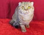 Кошки в Москве: в добрые руки золотая мраморная кошка Девочка, Бесплатно - фото 5