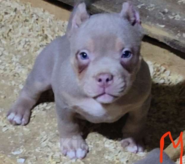 Собаки в других городах Ленинградской области: Щенки ищут родительский дом Мальчик, 100 000 руб. - фото 2