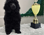 Собаки в Нижневартовске: Щенки среднего пуделя Мальчик, 70 000 руб. - фото 2