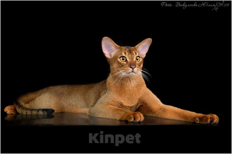 Кошки в Краснодаре: Абиссинские котята с документами Мальчик, 35 000 руб. - фото 3