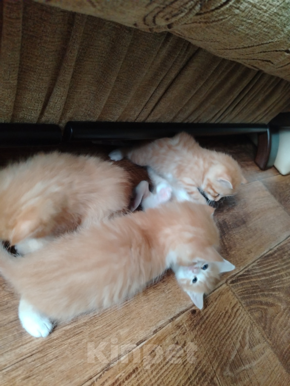 Кошки в Калининграде: Котята Разнополые, Бесплатно - фото 5