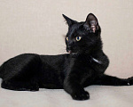 Кошки в Москве: Черный жемчуг - котёнок Финик ищет заботливых хозяев. В добрые руки Мальчик, Бесплатно - фото 6