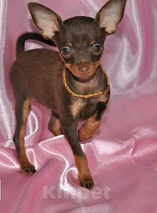 Собаки в Москве: Русский той терьер мини девочка Девочка, 85 000 руб. - фото 3