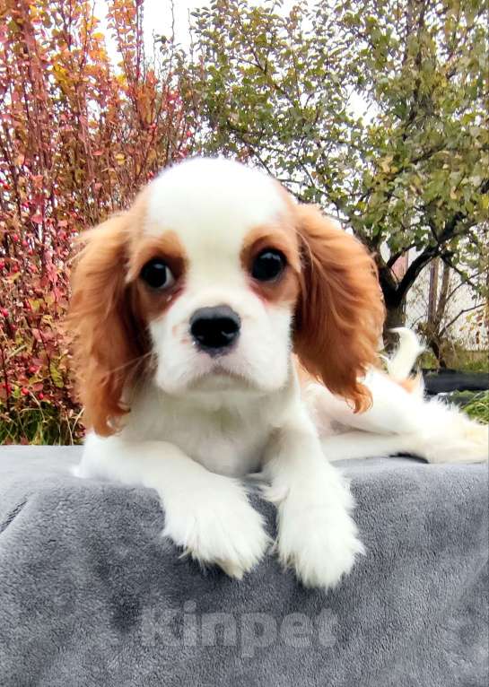 Собаки в Санкт-Петербурге: Красивая девушка Кавалер Кинг Чарльз спаниель  Девочка, 160 000 руб. - фото 5