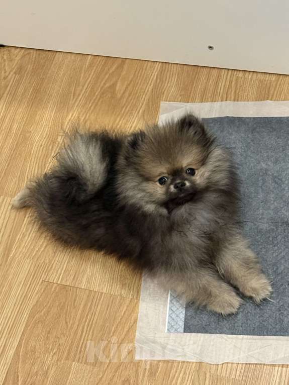 Собаки в Москве: Прекрасный щенок ищет дом Мальчик, Бесплатно - фото 1