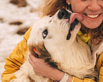 Собаки в Рязани: Рокки - дружелюбный пёс Мальчик, Бесплатно - фото 4