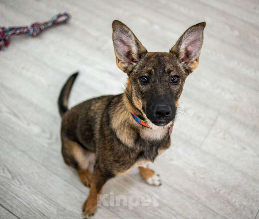 Собаки в Москве: Щенок в добрые руки бесплатно Москва Девочка, Бесплатно - фото 9