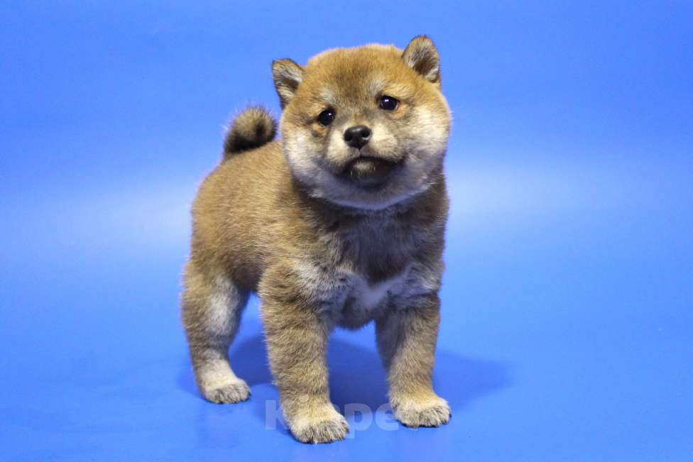 Собаки в Москве: Щенок сиба ину Девочка, 40 000 руб. - фото 2