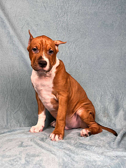 Яркий малыш амстаффа