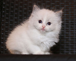 Кошки в Санкт-Петербурге: Рэгдолл Девочка, 80 000 руб. - фото 4