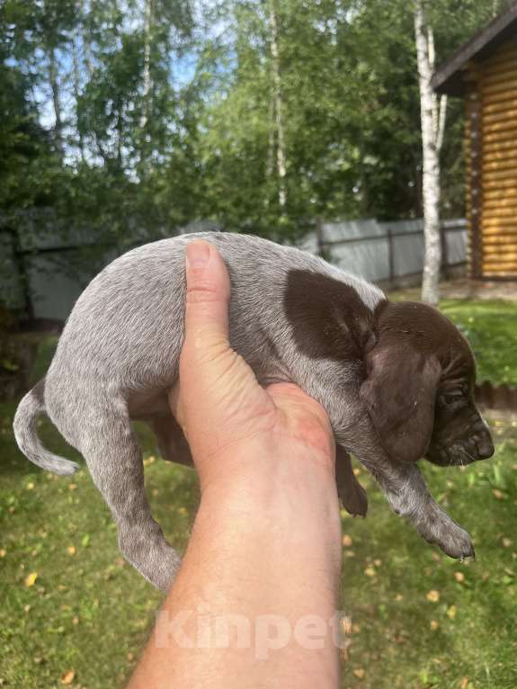 Собаки в других городах Московской области: Щенки куцхара Мальчик, 10 000 руб. - фото 6