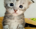 Кошки в Энгельс: Котята Мейн Кун Девочка, 50 000 руб. - фото 2