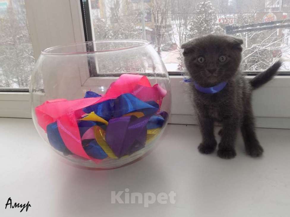 Кошки в Москве: Шотландская вислоухая длинношерстная, мальчик Мальчик, 15 000 руб. - фото 3