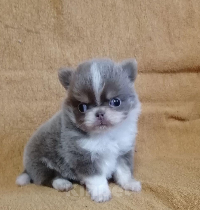 Собаки в Санкт-Петербурге: Чихуахуа мальчик Мальчик, 70 000 руб. - фото 1