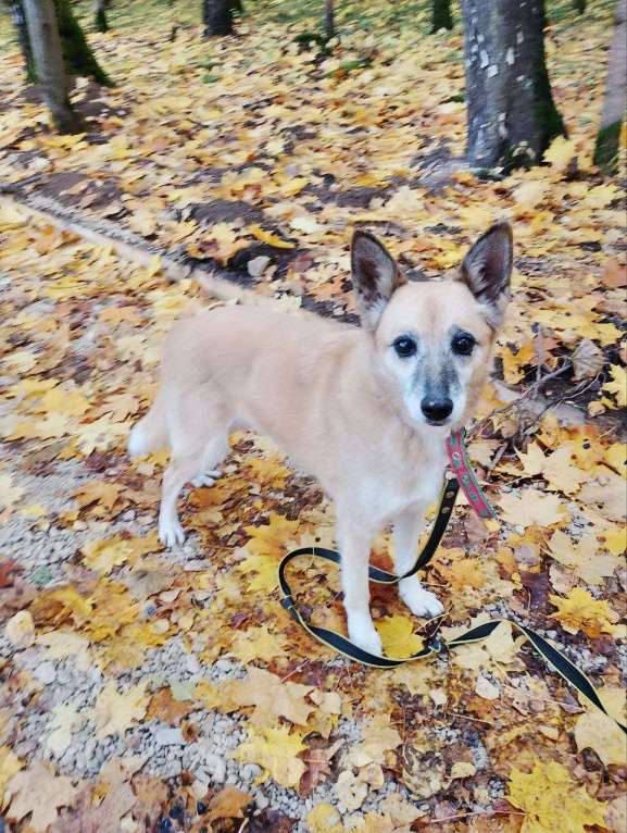 Собаки в Балашихе: Милая, скромная Леди Девочка, Бесплатно - фото 5