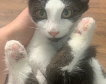 Кошки в Мытищах: Котята в добрые руки Мальчик, Бесплатно - фото 9