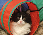 Кошки в Казани: Кошечка Ника. 1 год Девочка, Бесплатно - фото 1