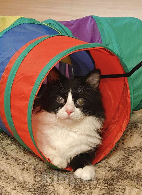 Кошки в Казани: Кошечка Ника. 1 год Девочка, Бесплатно - фото 1