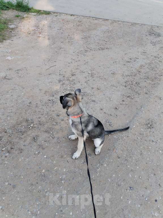 Собаки в других городах Московской области: Отдам щенка в добрые руки Мальчик, Бесплатно - фото 6