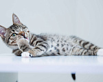 Кошки в Солнечногорске: Котенок ,2 мес в добрые руки Мальчик, Бесплатно - фото 2