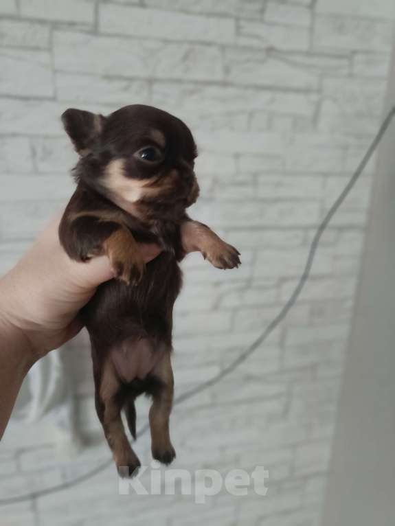 Собаки в других городах Алтайского края: Девочка чихуахуа Девочка, 25 000 руб. - фото 1