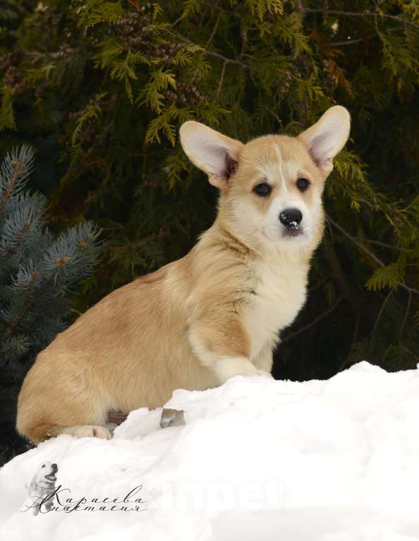 Собаки в Пензе: Щенки корги Разнополые, 60 000 руб. - фото 2