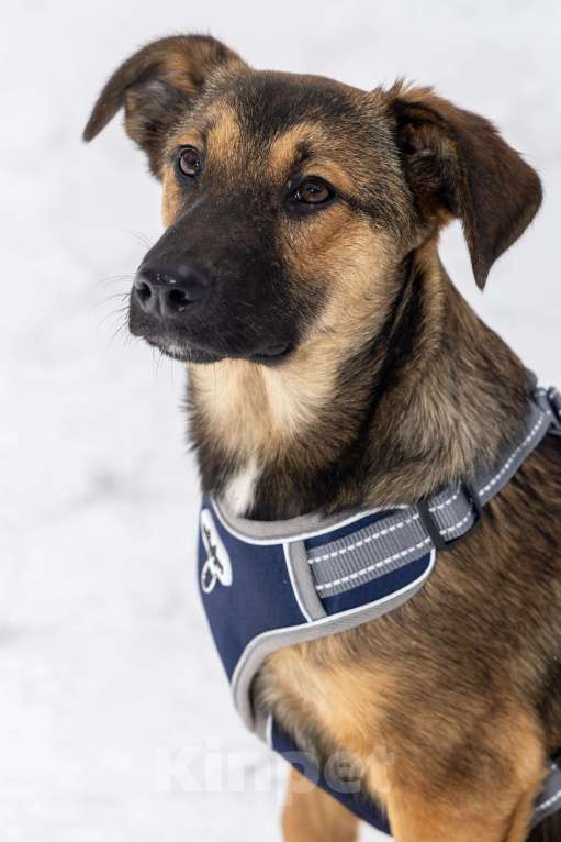 Собаки в Москве: Баксик ждёт свою заботливую семью Мальчик, Бесплатно - фото 9