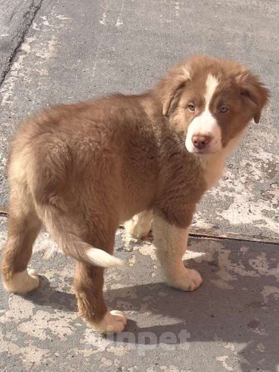 Собаки в Ростове-на-Дону: Щенки Мальчик, 60 000 руб. - фото 3