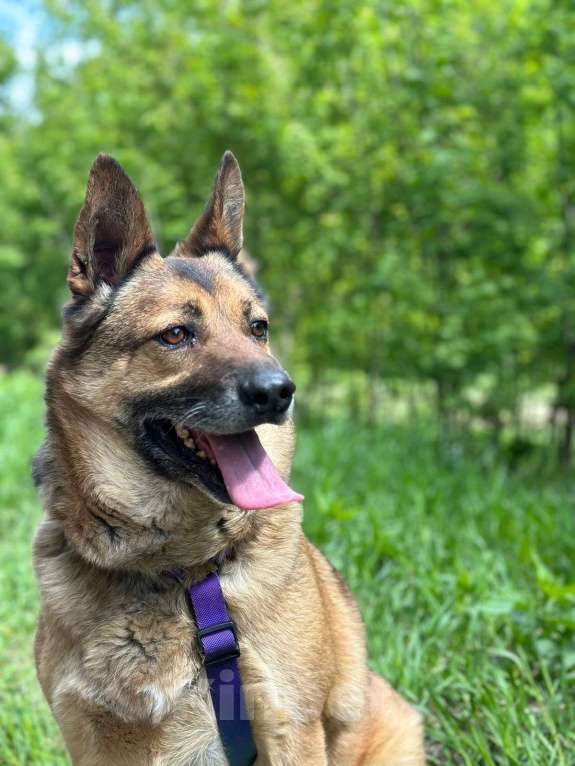 Собаки в Москве: Твист Мальчик, Бесплатно - фото 2