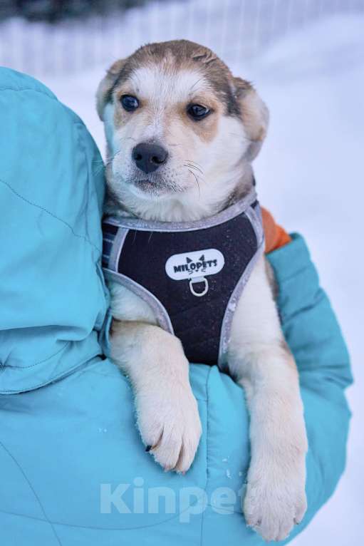 Собаки в Москве: Щенок Ася в добрые руки Девочка, Бесплатно - фото 4
