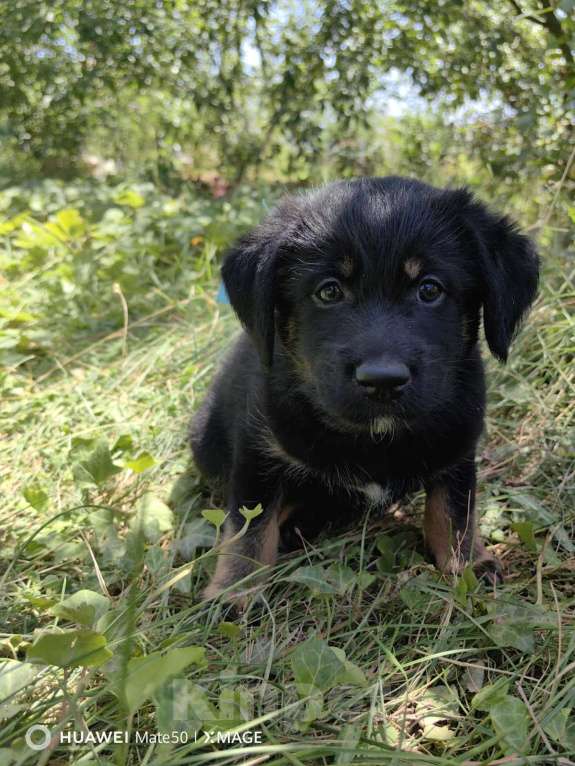 Собаки в других городах Ростовской области: Щенок милашка Мальчик, Бесплатно - фото 3
