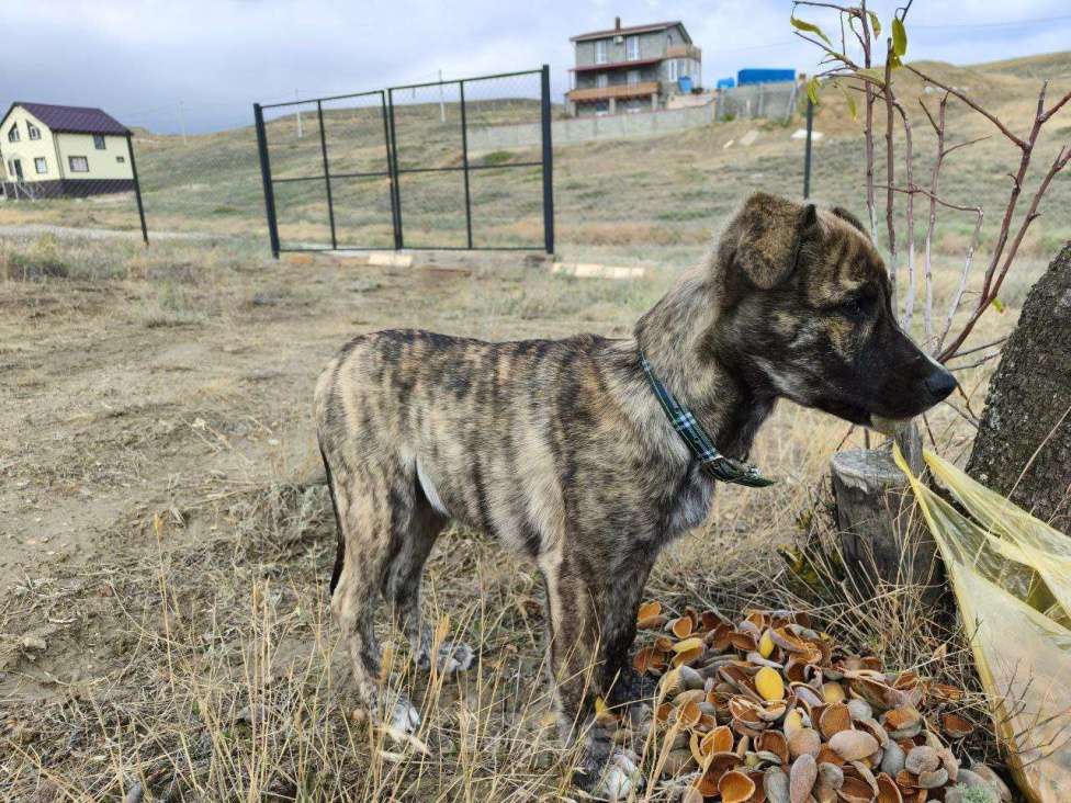 Собаки в Москве: Ласковая собачка Оливка 3.5 мес ищет дом😊 Девочка, Бесплатно - фото 2