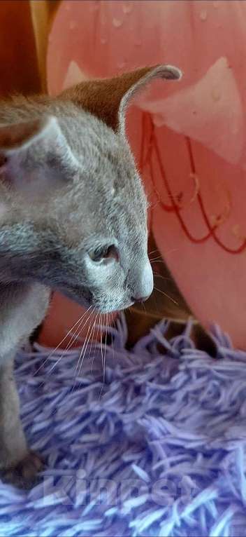 Кошки в Волгограде: Ориентальные котята  Мальчик, Бесплатно - фото 4